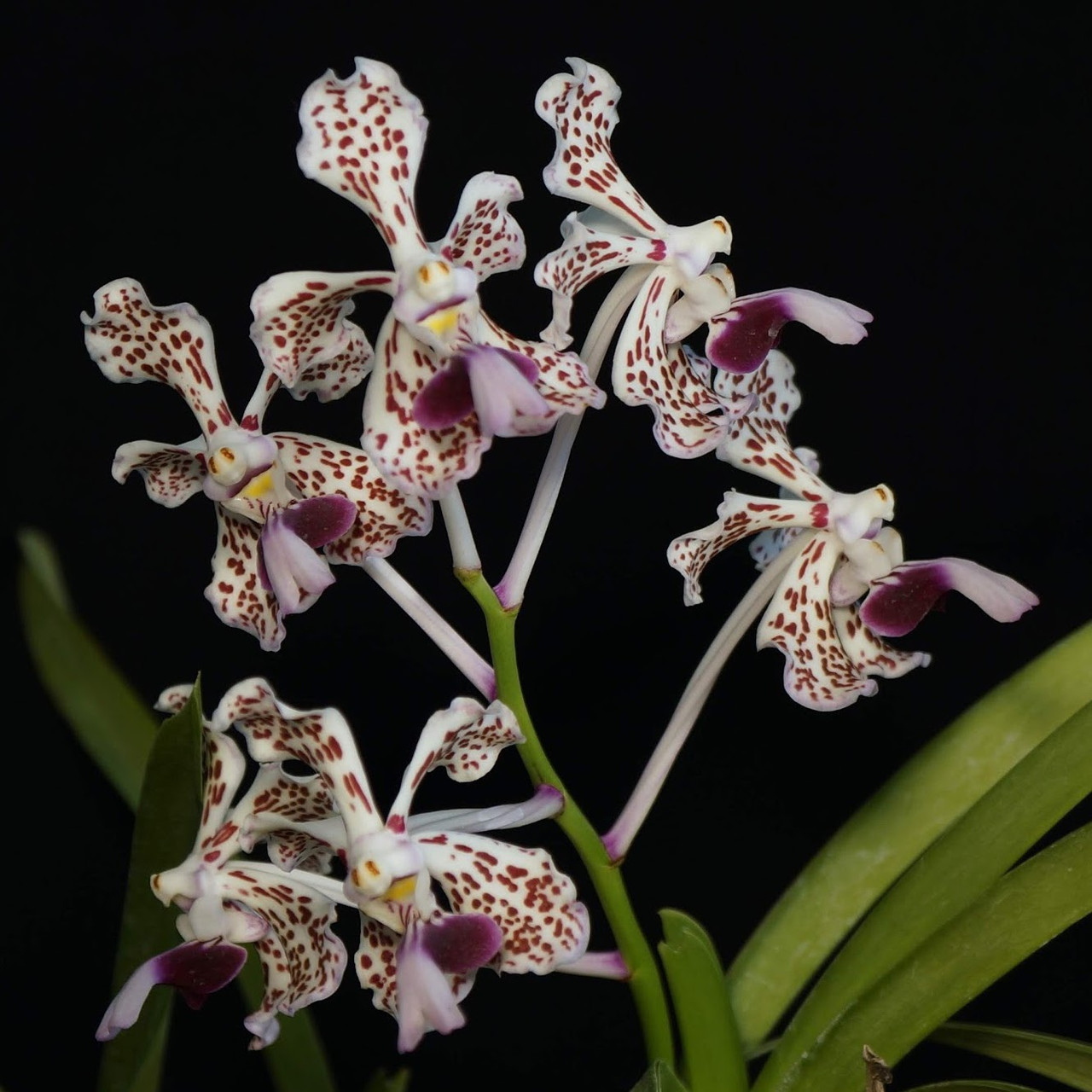 Vanda tricolor v. suavis | SapphireChild Orchids at Julia Redman Art