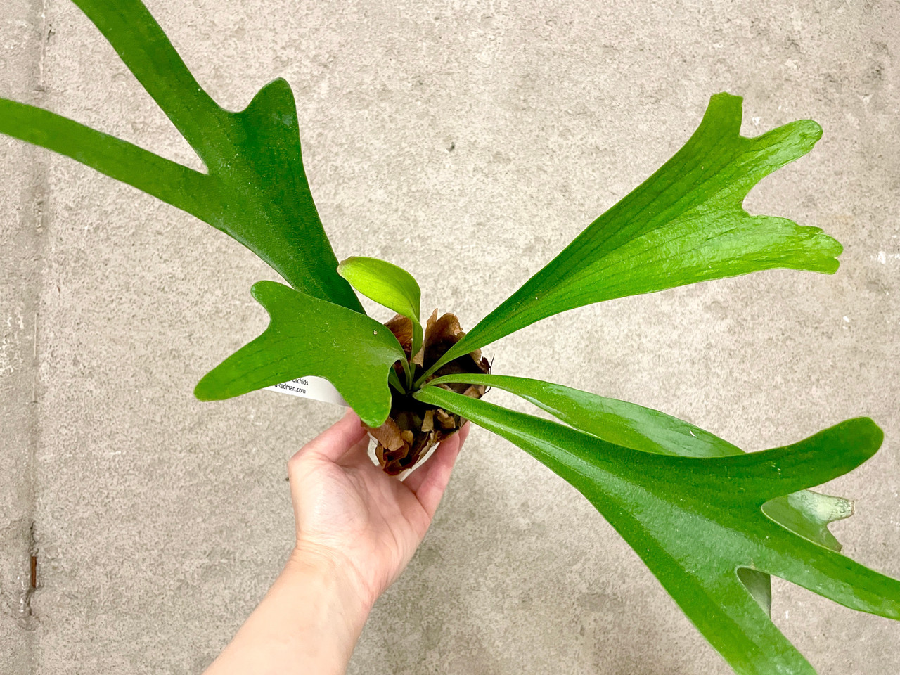 Platycerium hillii x alcicorne 'Moose' | rare fern | SapphireChild