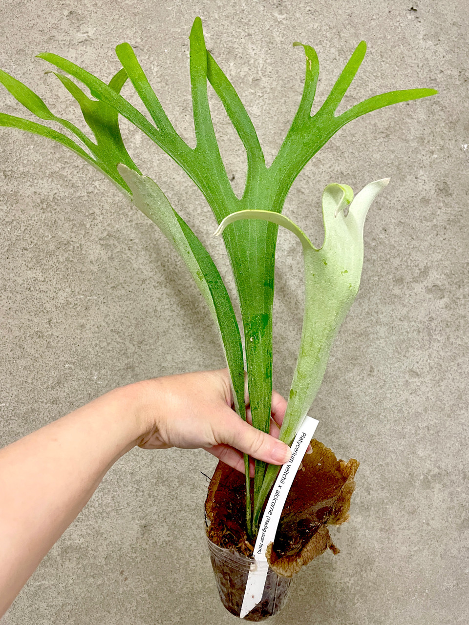 Platycerium veitchii x alcicorne (Madagascar) | rare fern
