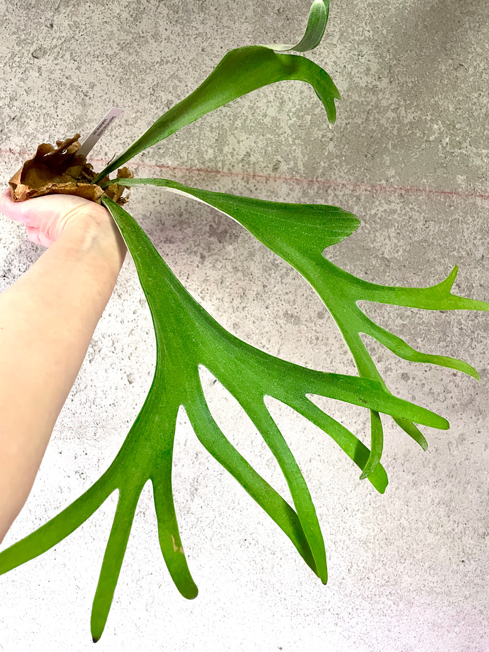 Platycerium veitchii x alcicorne (Madagascar) | rare fern