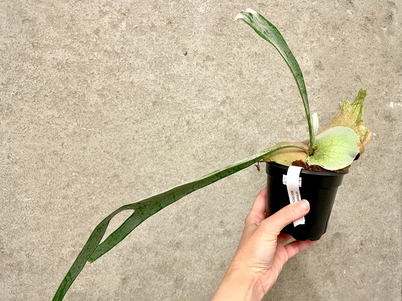 Platycerium veitchii (thick leaf) | SapphireChild Orchids