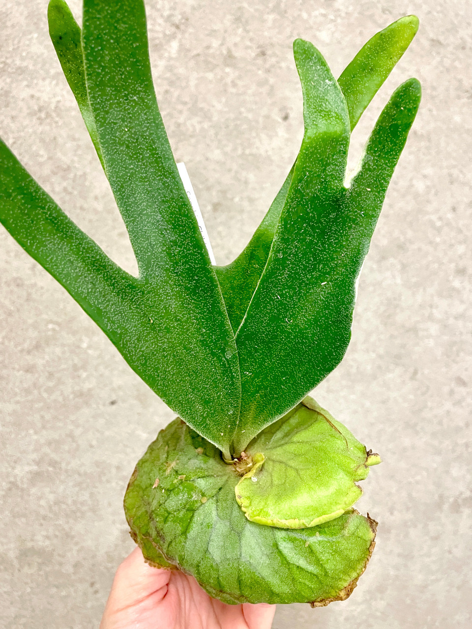Platycerium madagascariense x alcicorne (Madagascar) | rare fern