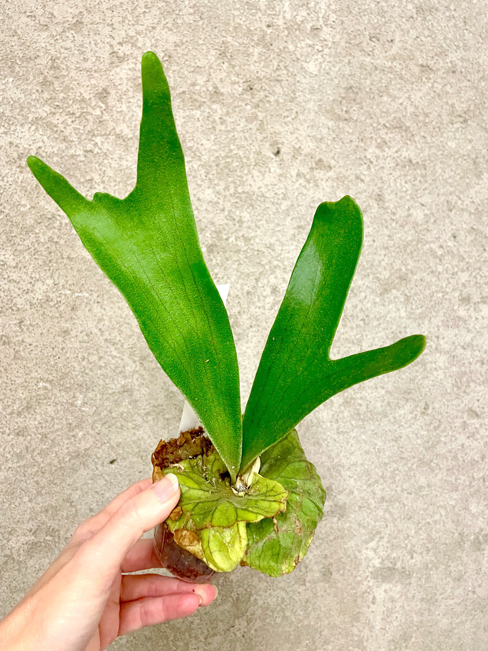 Platycerium madagascariense x alcicorne (Madagascar) | rare fern
