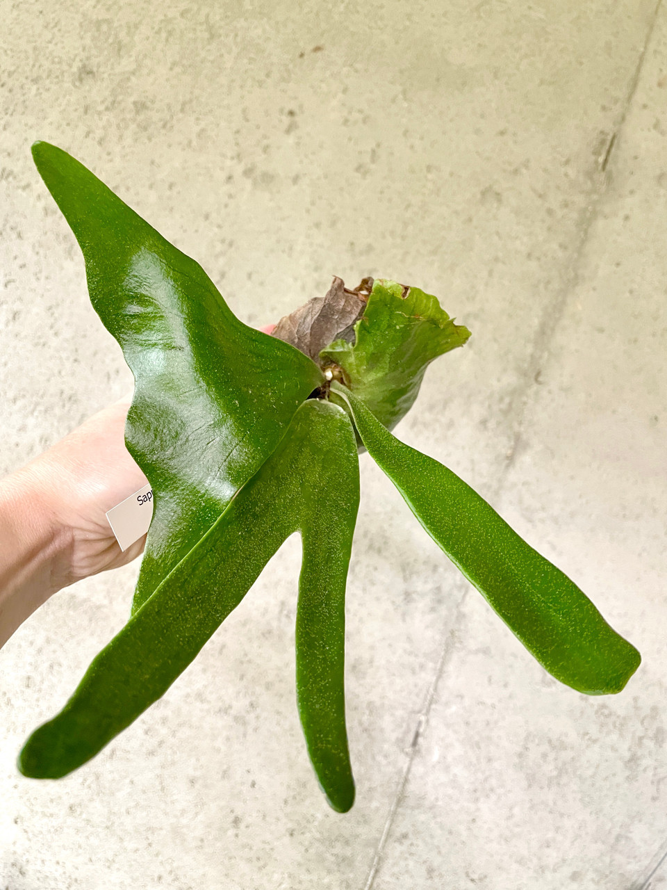 Platycerium madagascariense x alcicorne (Madagascar) | rare fern