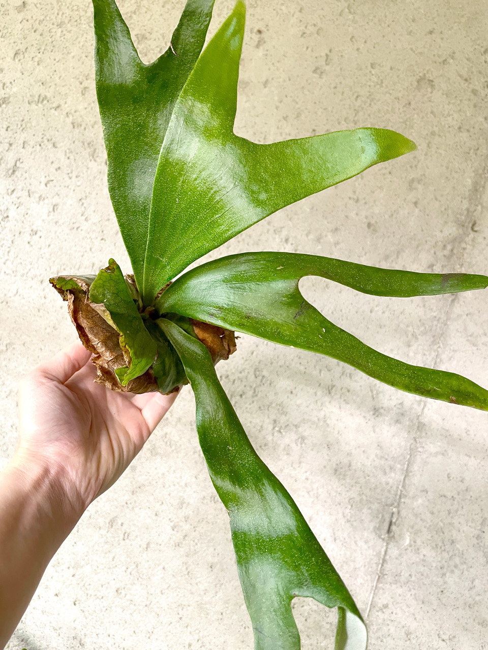Platycerium madagascariense x alcicorne (Madagascar) | rare fern