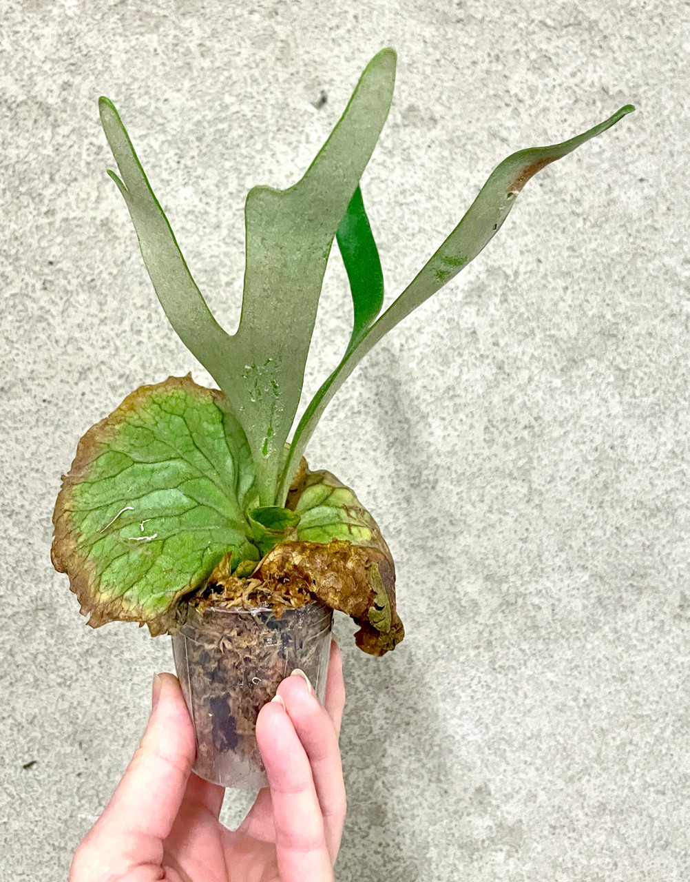 Platycerium madagascariense x alcicorne (Madagascar) | rare fern