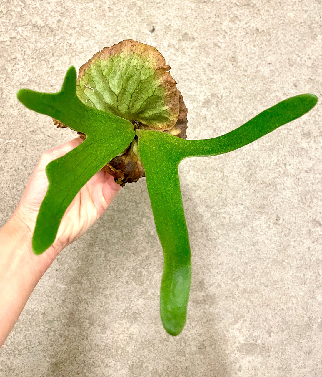 Platycerium madagascariense x alcicorne (Madagascar) | rare fern