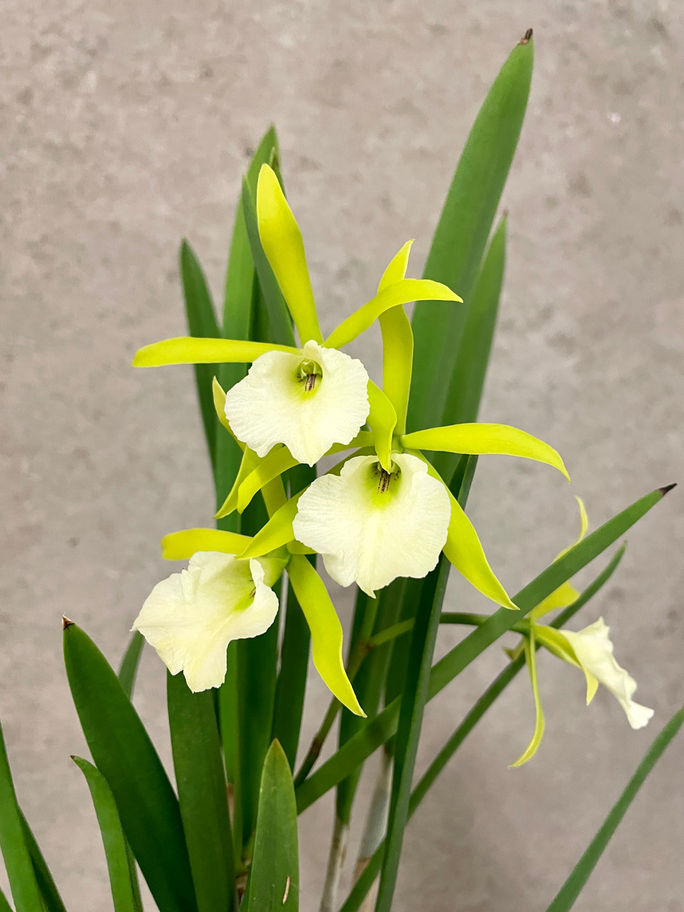 フラワー　ページ／ドテラ Brassavola nodosa x Prosyclia Mem Young C Lott | SapphireChild