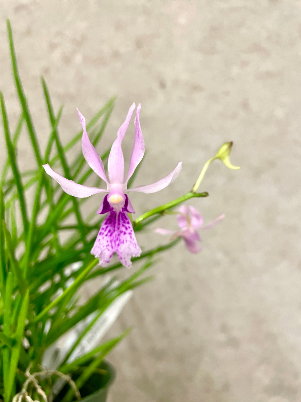 Vanda falcata x Papilionanthe hookeriana | SapphireChild Orchids