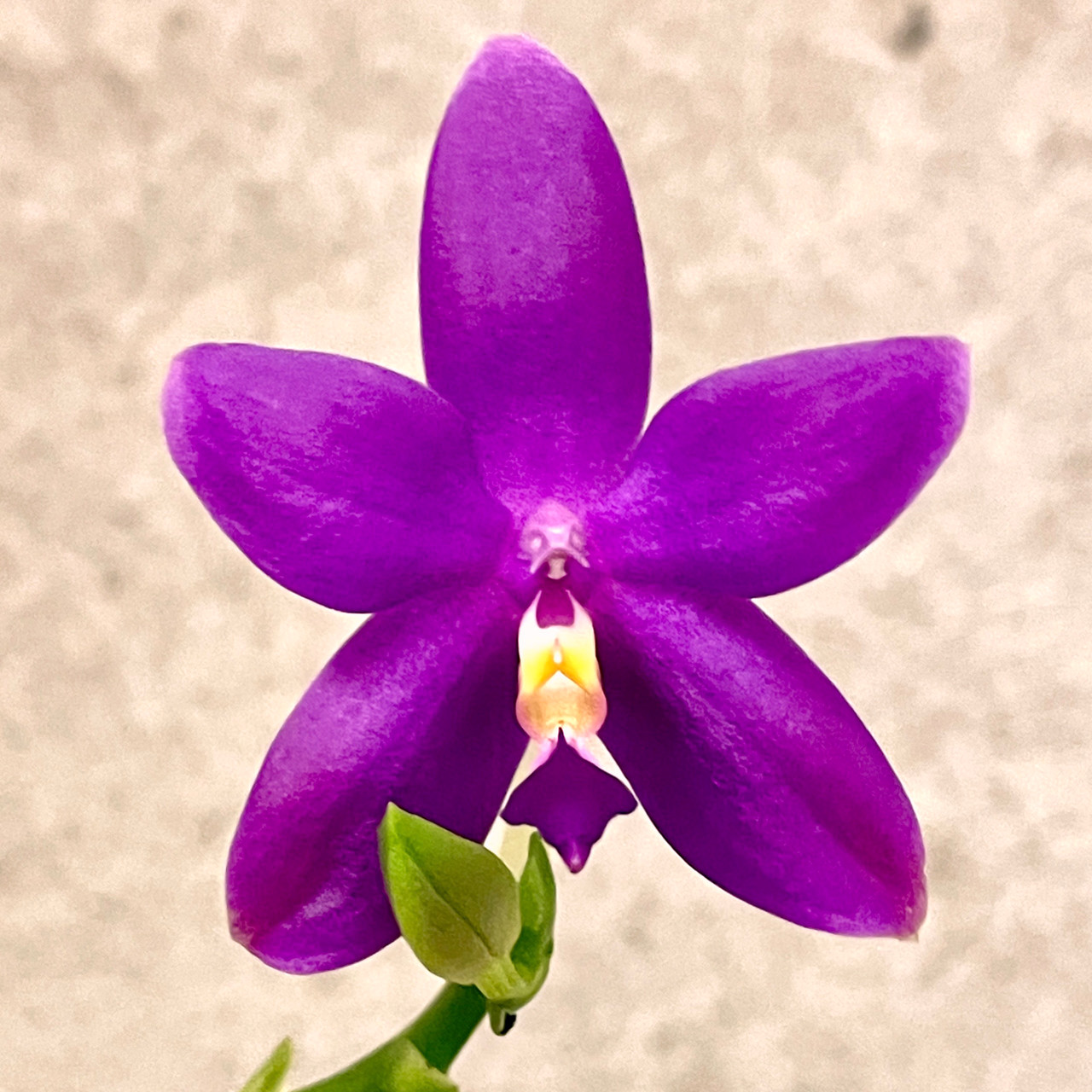 Phal KS Blue Star x Samera coerulea | SapphireChild Orchids at