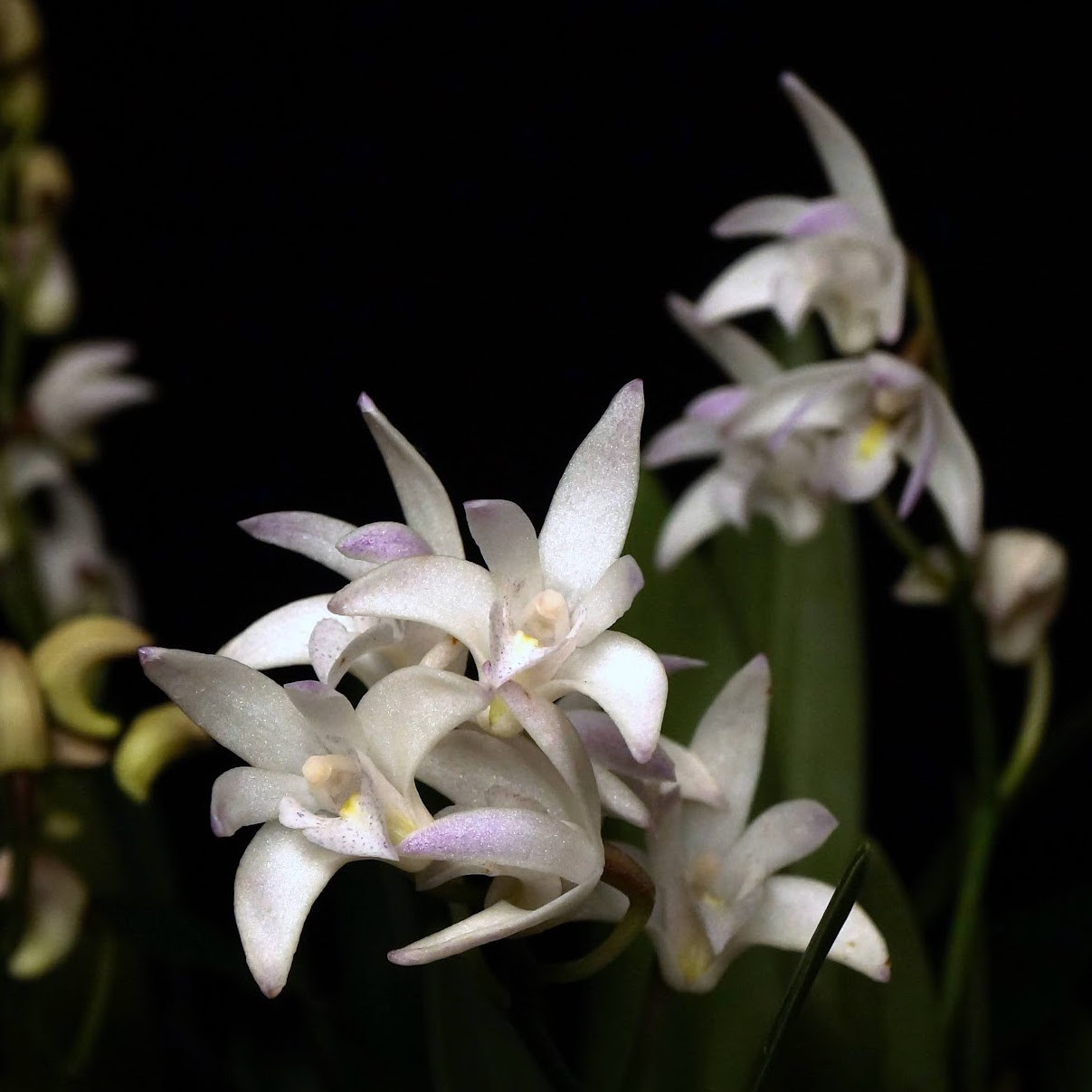 Dendrobium kingianum ssp carnarvonense | SapphireChild Orchids at