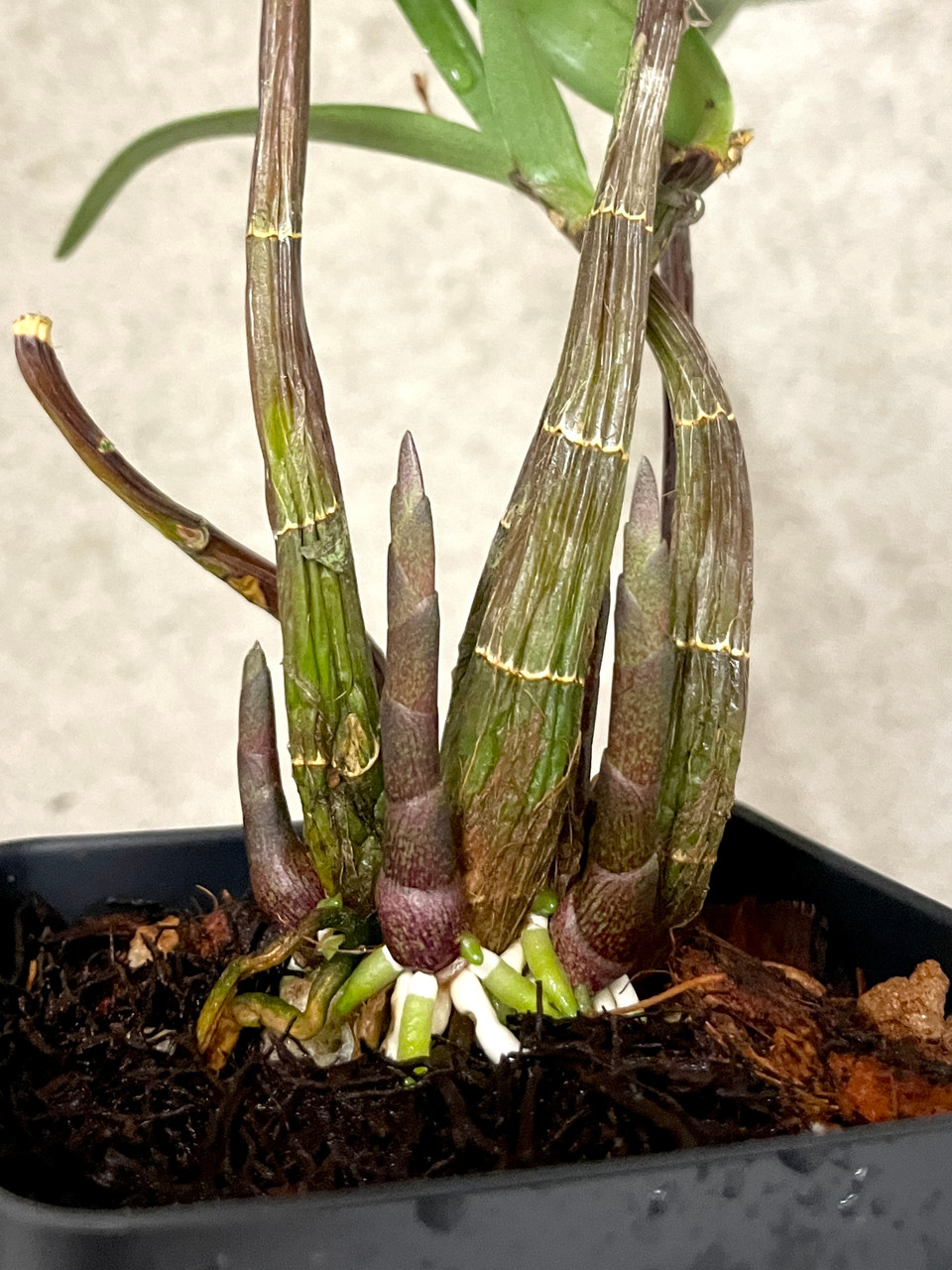 Dendrobium kingianum ssp carnarvonense | SapphireChild Orchids at