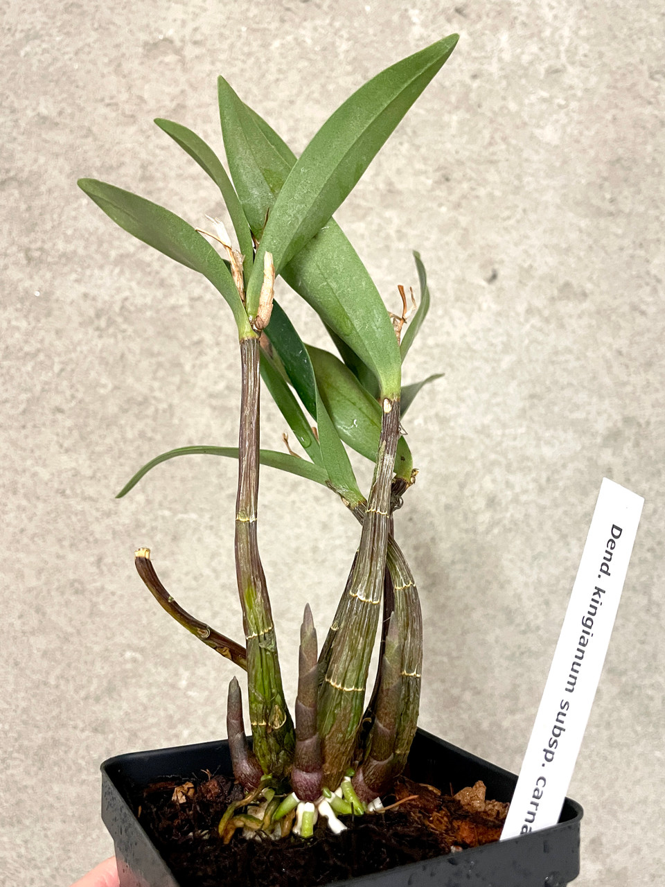 Dendrobium kingianum ssp carnarvonense | SapphireChild Orchids at