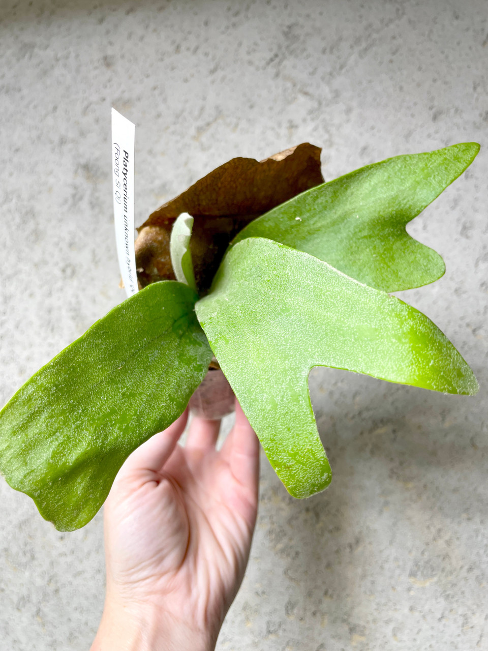 P. Foong Siqi (original) ⁄ フーンシキ