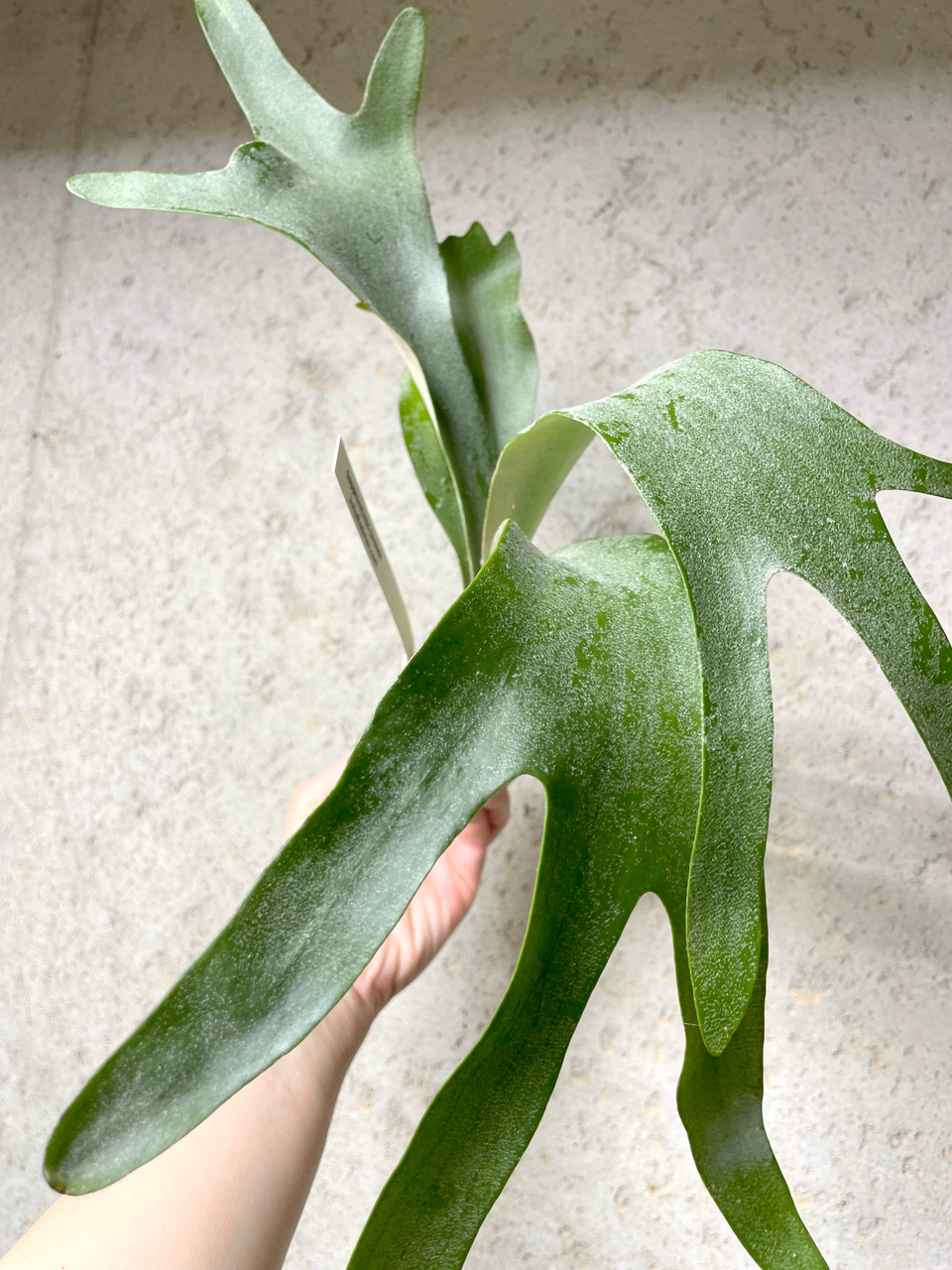 Platycerium Pegasus | SapphireChild Orchids