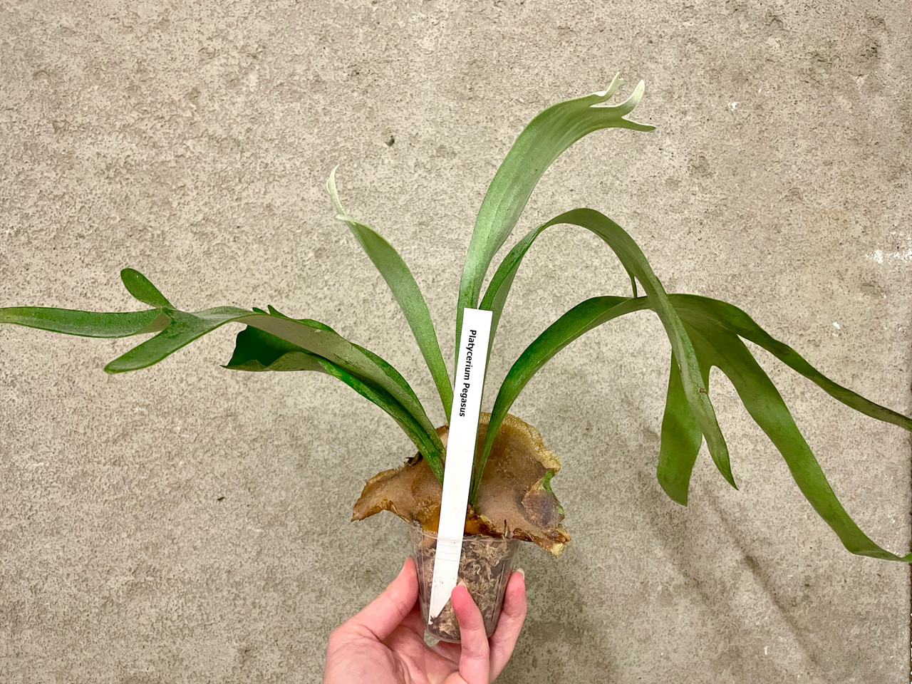 Platycerium Pegasus | SapphireChild Orchids