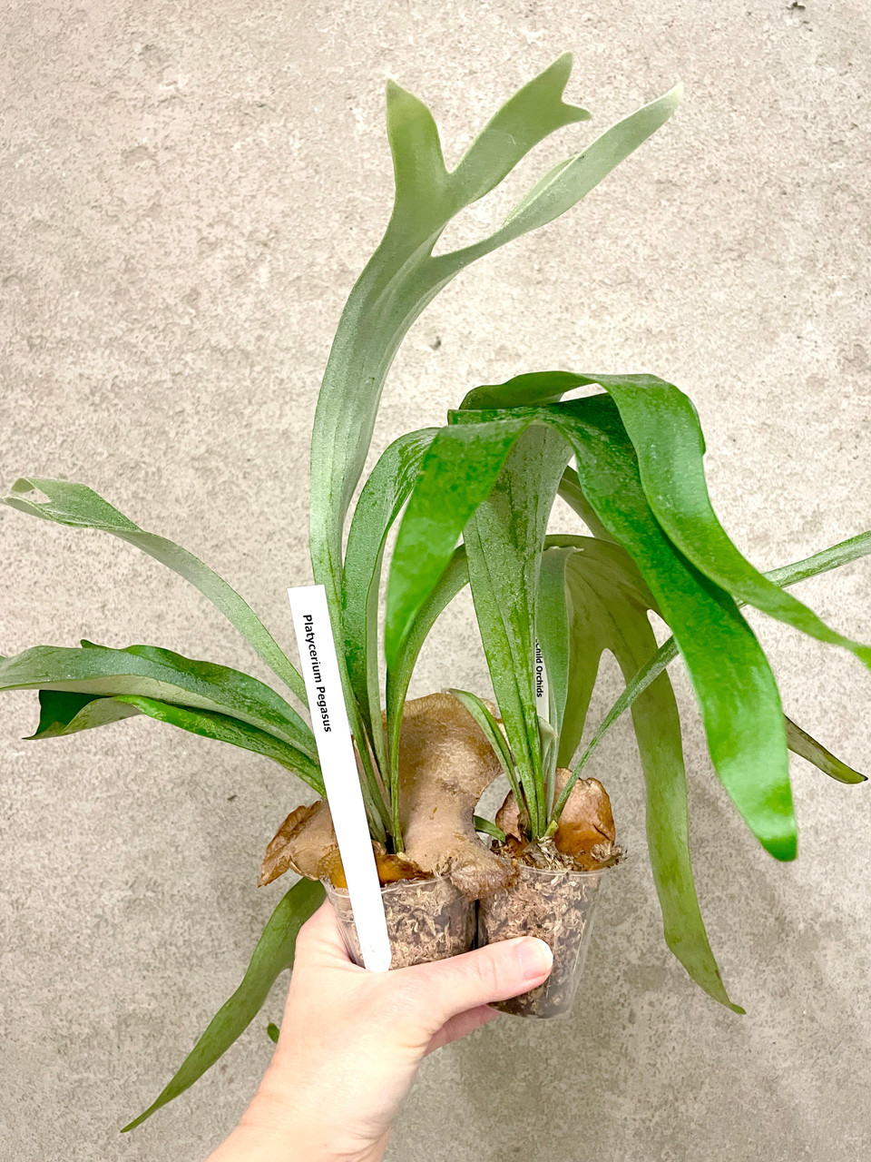 Platycerium Pegasus | SapphireChild Orchids