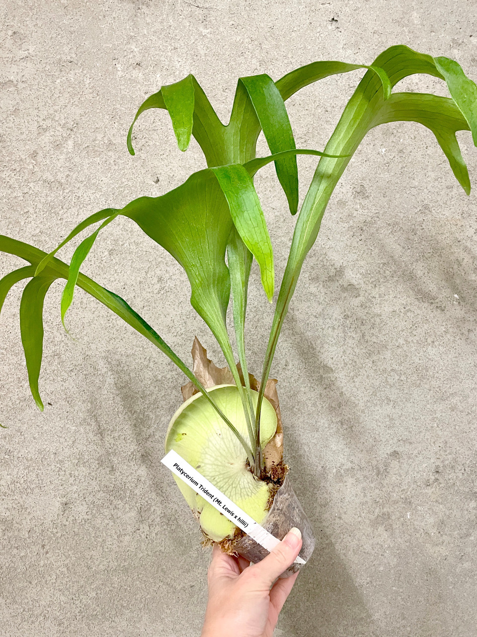 Platycerium Mt.lewis × hillii Trident Platycerium Trident (Mt Lewis x hillii) | SapphireChild Orchids