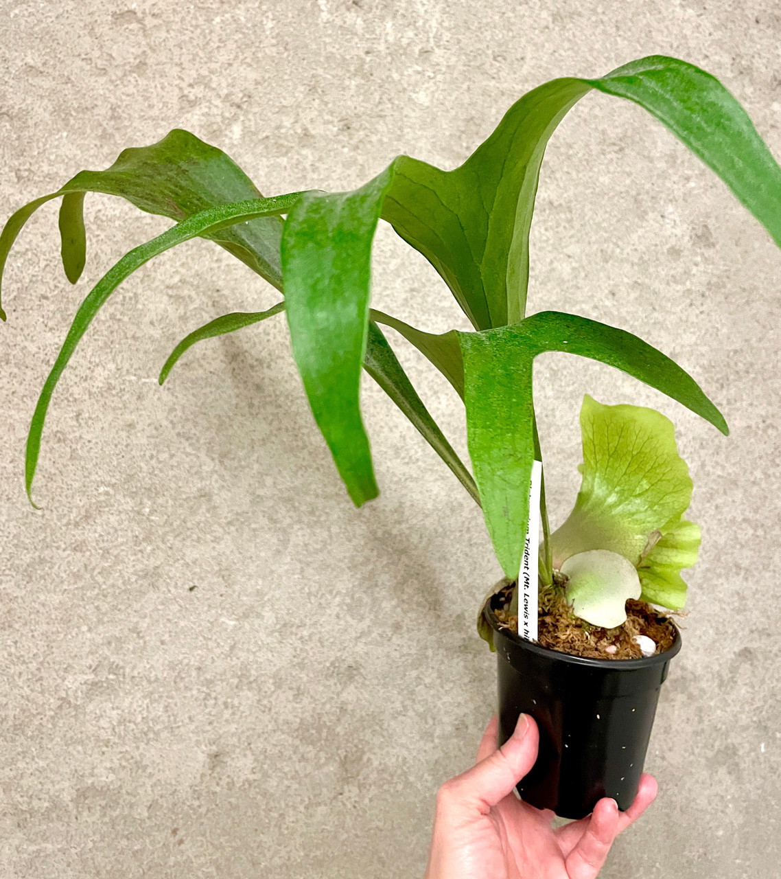 Platycerium Trident (Mt Lewis x hillii) | SapphireChild Orchids