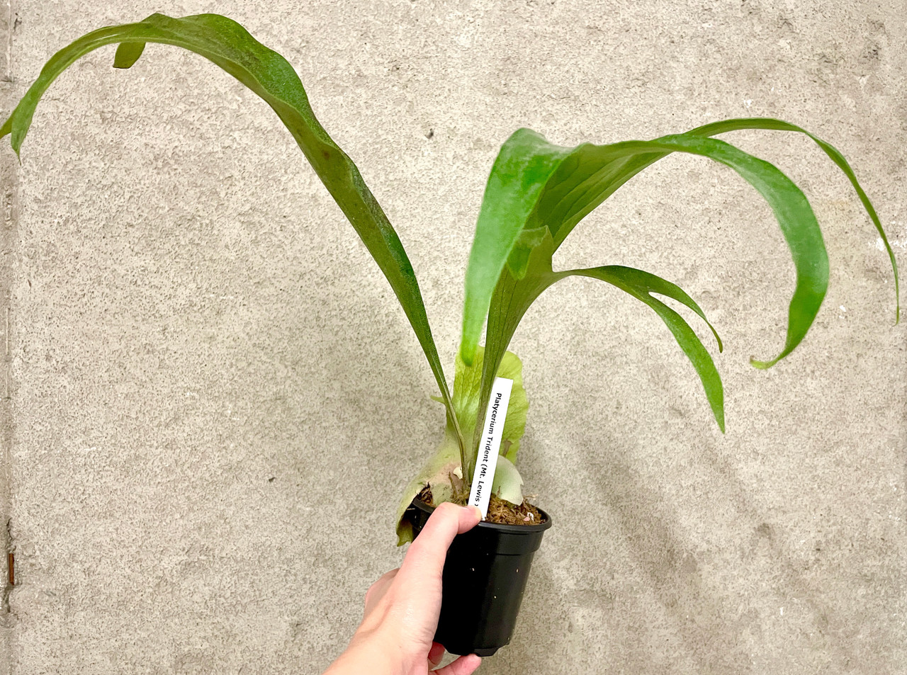 Platycerium Trident (Mt Lewis x hillii) | SapphireChild Orchids