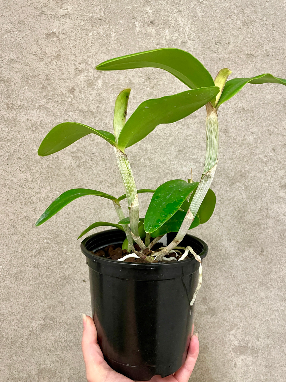 Cattleya intermedia (coerulea x amethystina 'Aranbeem