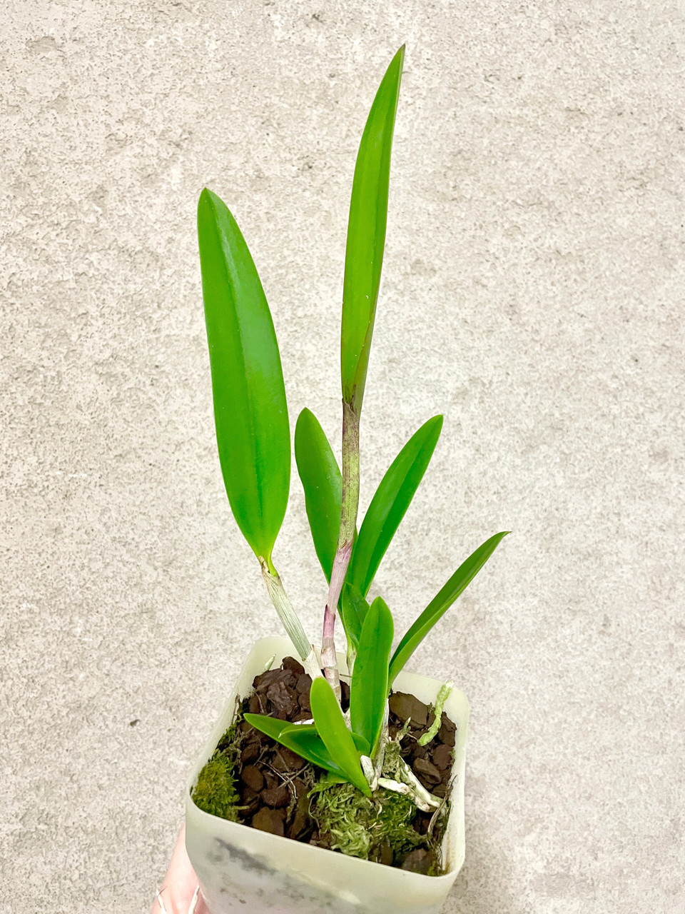 叢　qusamura Grafted - August Editions 叢 qusamura Grafted - August Editions 【公式通販】