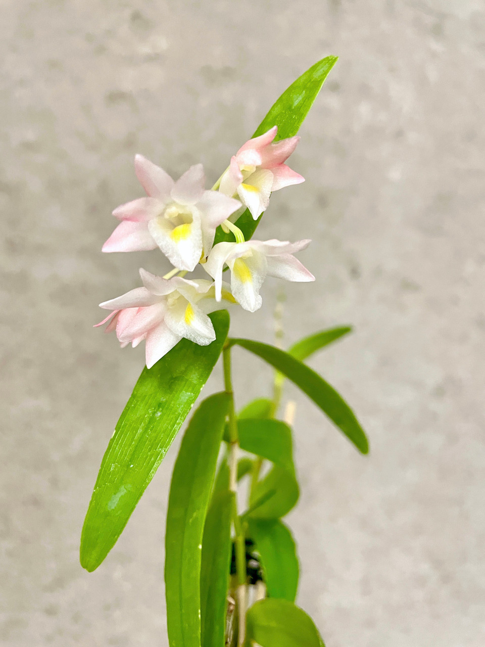 Dendrobium Sekarpuro (crumenatum x faciferum) | SapphireChild