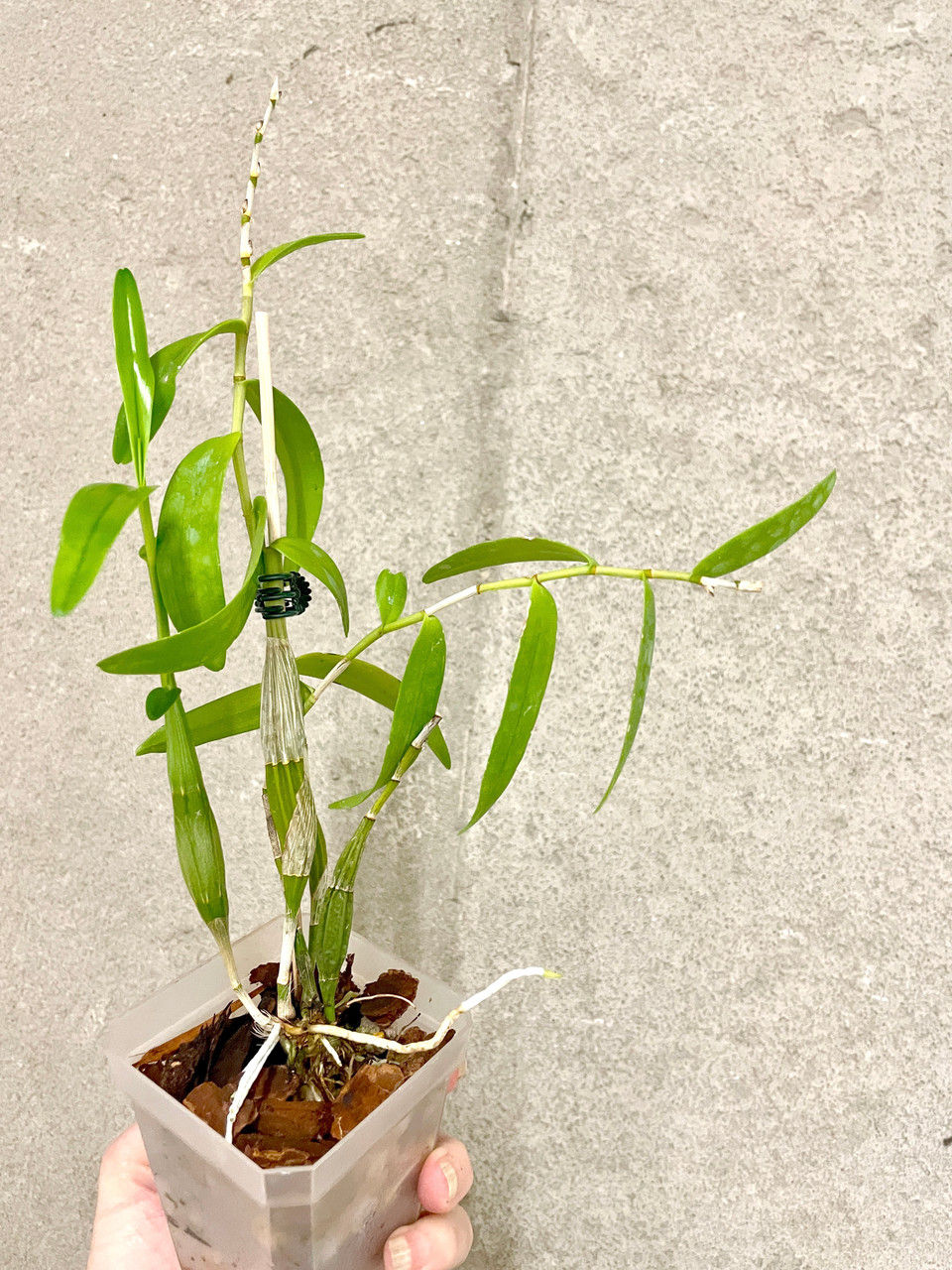 Dendrobium Sekarpuro (crumenatum x faciferum) | SapphireChild