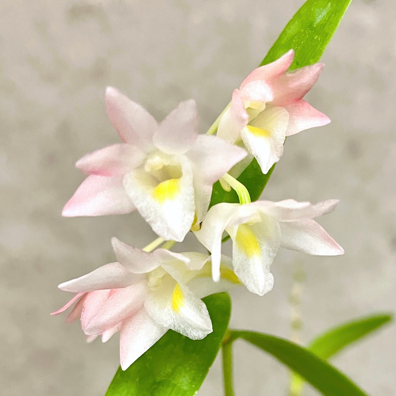 Dendrobium Sekarpuro (crumenatum x faciferum) | SapphireChild