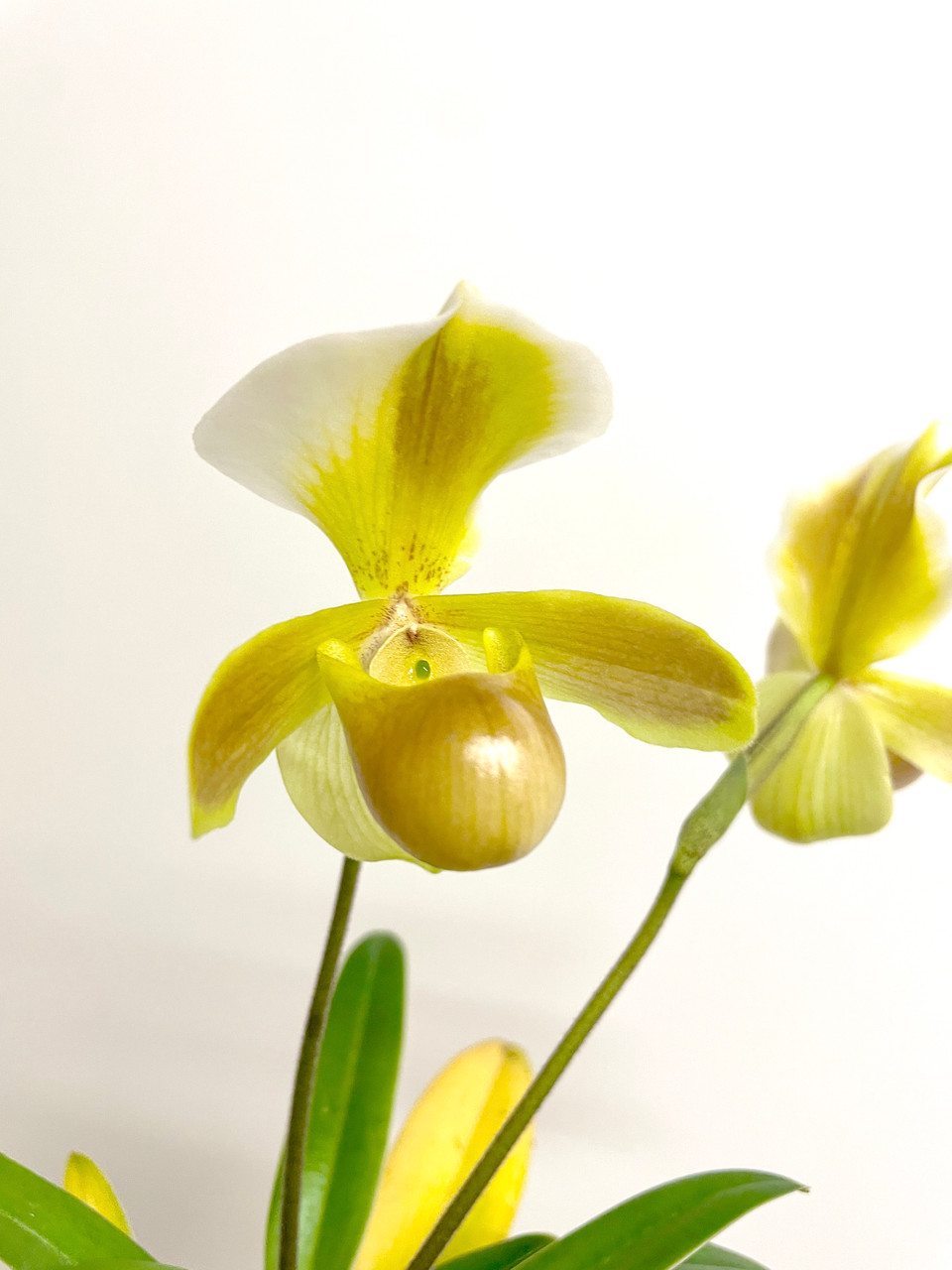 Paph Sandra's Helen Maha 'Chimera' x self | FLASK | SapphireChild