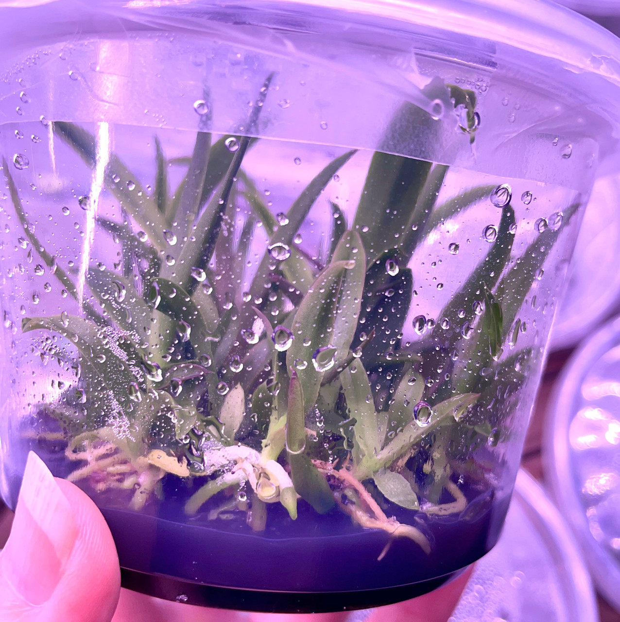 Cattleya (Tokyo Magic x Tangerine Imp) x self | FLASK