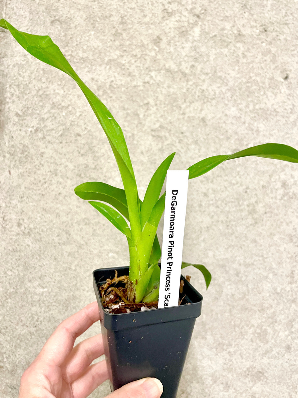 DeGarmoara Pinot Princess 'Scary' | SapphireChild Orchids at Julia