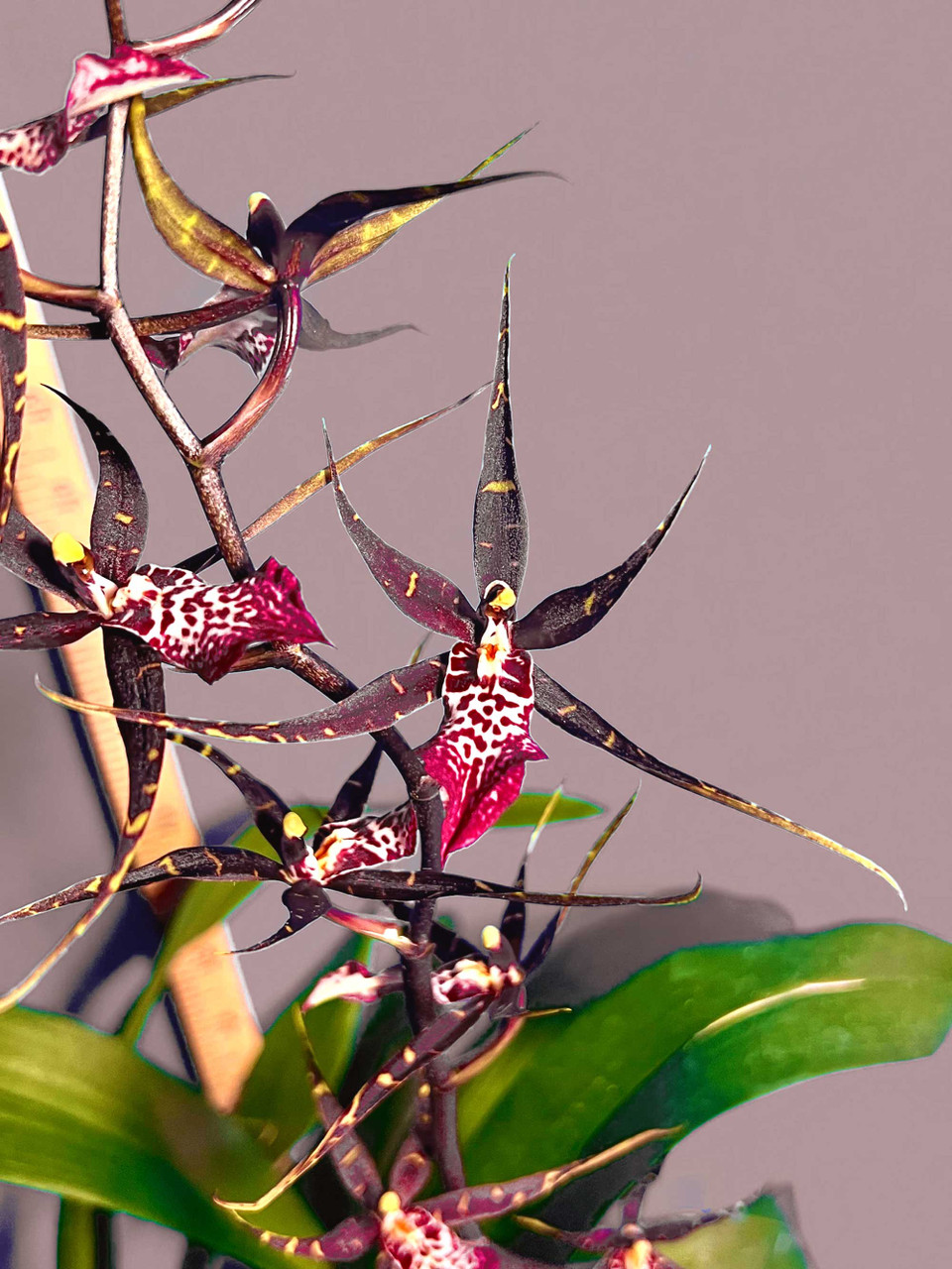 DeGarmoara Pinot Princess 'Scary' | SapphireChild Orchids at Julia