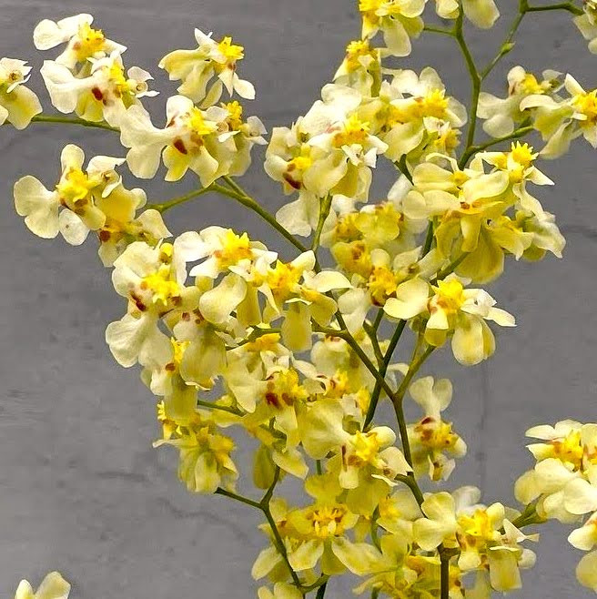 Oncidium Twinkle 'Yellow Bird' | SapphireChild Orchids at Julia