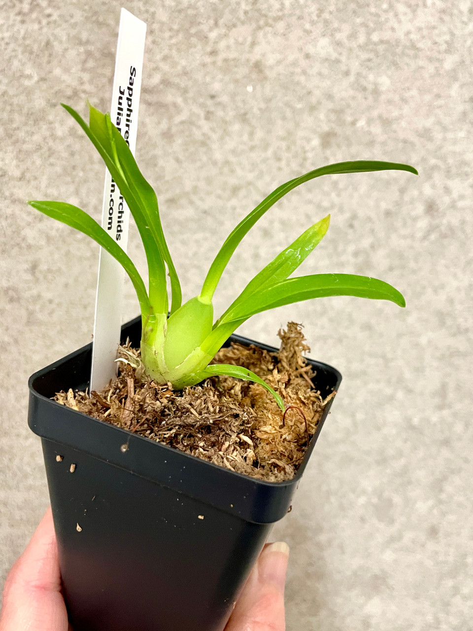 Oncidium Twinkle 'Yellow Bird' | SapphireChild Orchids at Julia