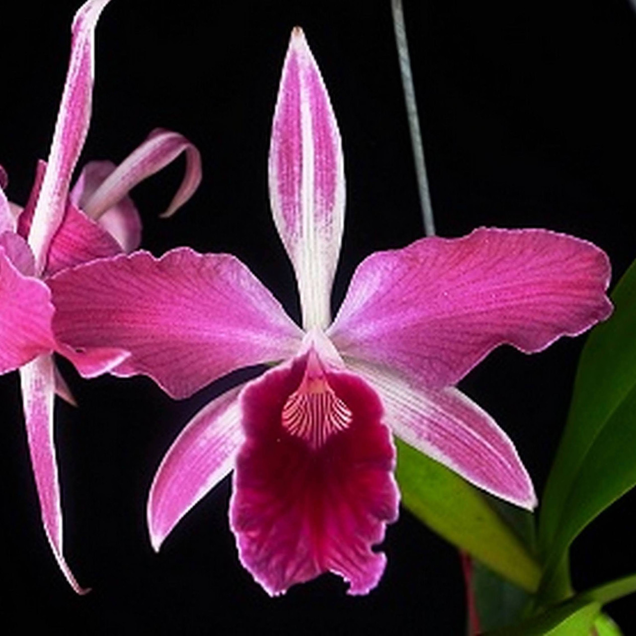 Laelia purpurata f. flammea 'Stef' x self | SapphireChild Orchids