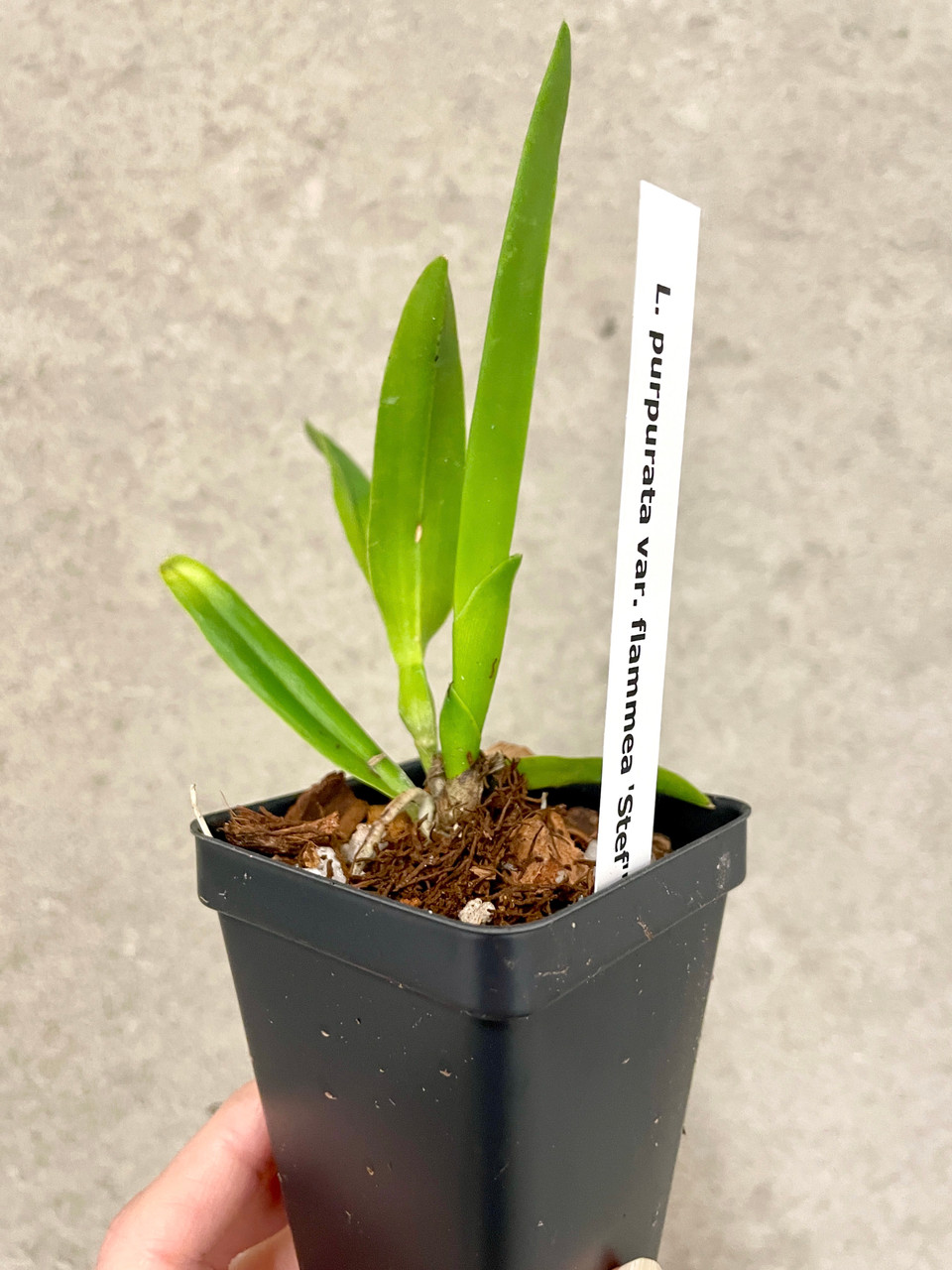 Laelia purpurata f. flammea 'Stef' x self | SapphireChild Orchids