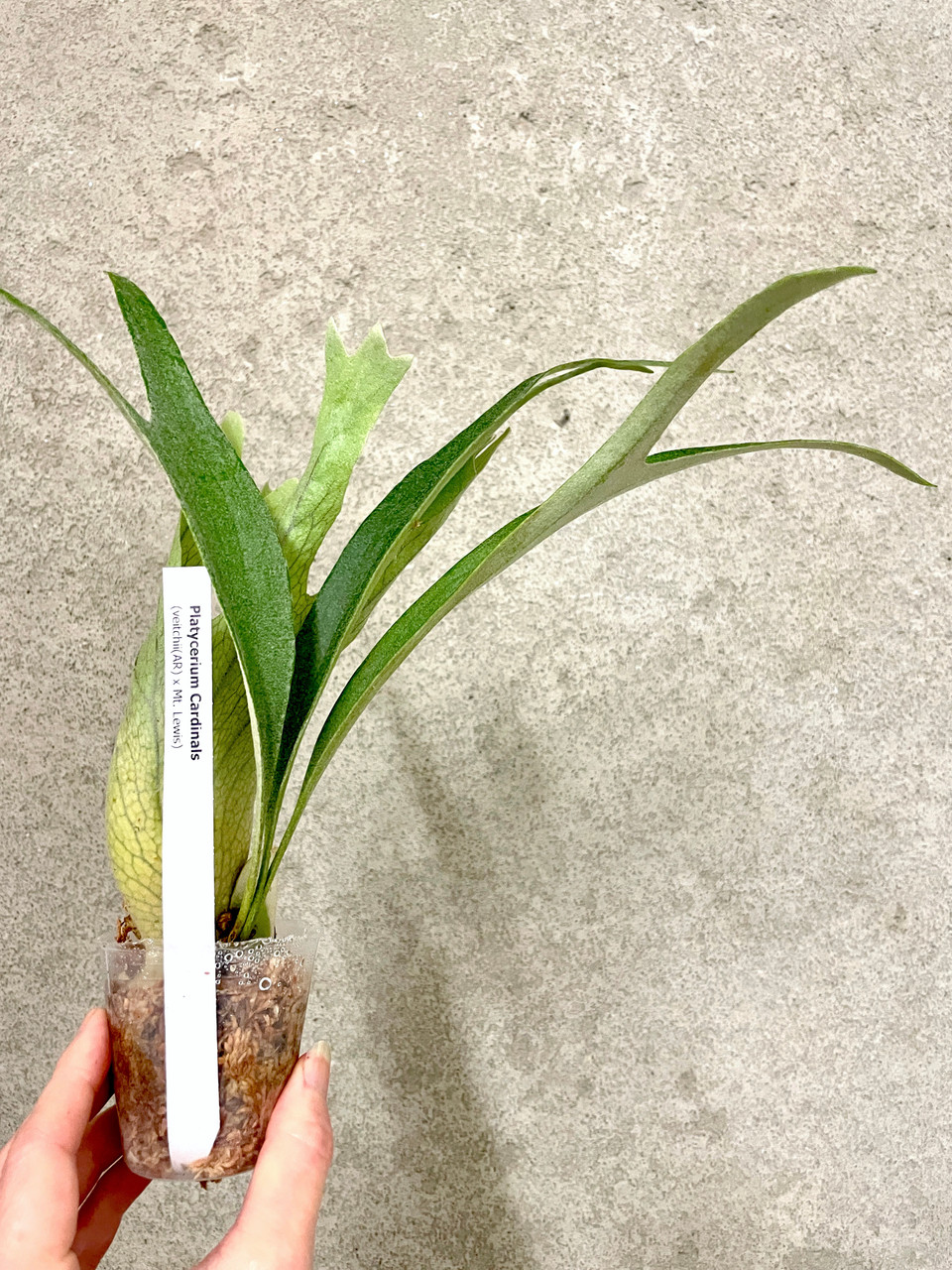 Platycerium Cardinalis | veitchii Auburn River x Mt. Lewis rare