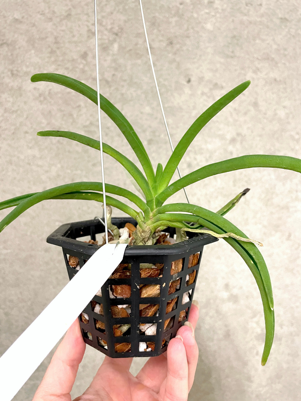 Holcostylis M S Sunlight (Holc. flavescens × Rhy. gigantea