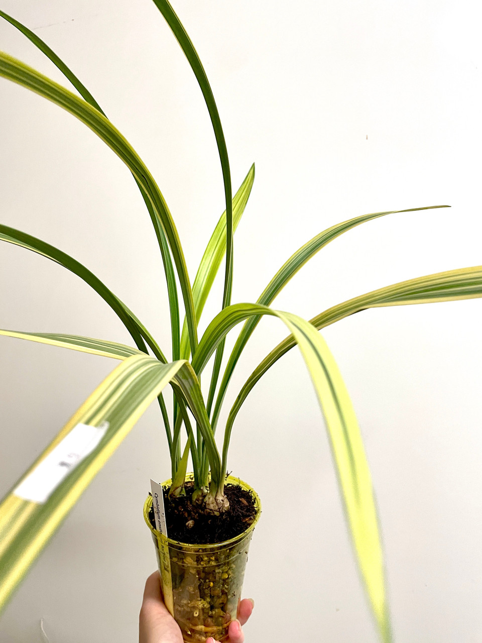 Cymbidium ensifolium Bai Lian 白簾 | SapphireChild Orchids at