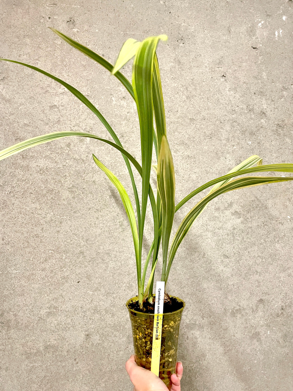 Cymbidium ensifolium Bai Lian 白簾 | SapphireChild Orchids at