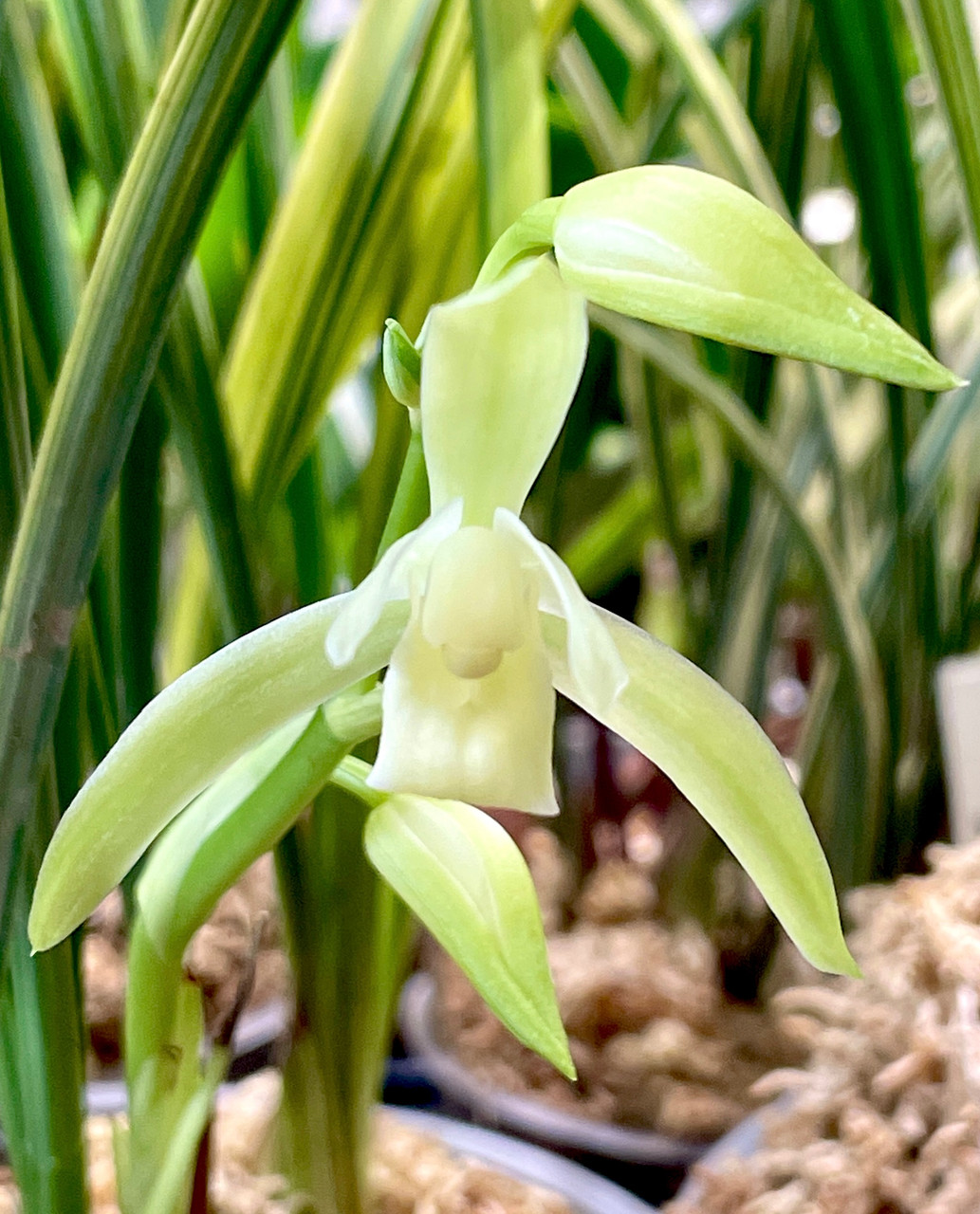 Cymbidium ensifolium Bai Lian 白簾 | SapphireChild Orchids at