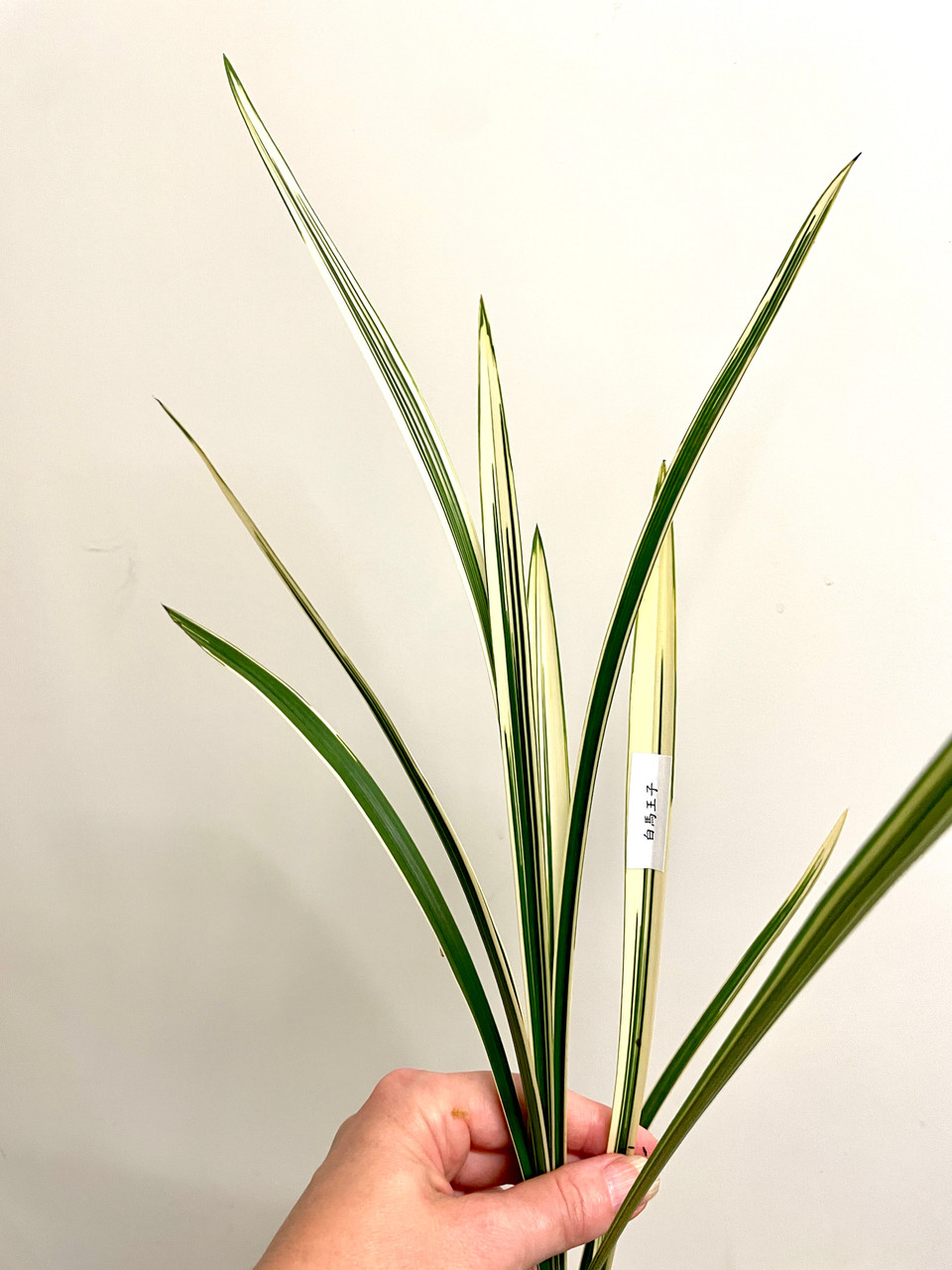 Cymbidium ensifolium Bai Ma Wang Zi 白馬王子 | SapphireChild