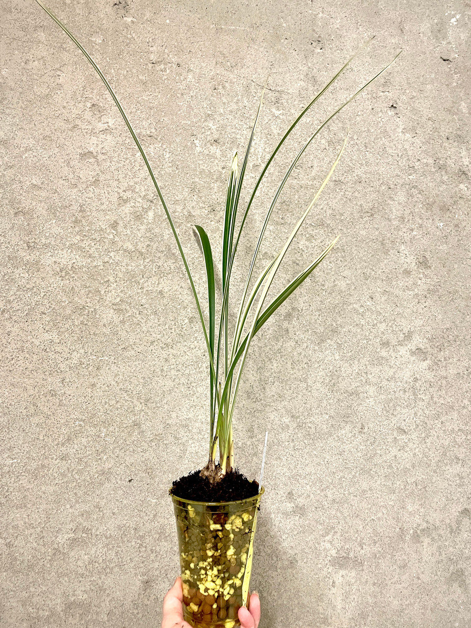 Cymbidium ensifolium Bai Ma Wang Zi 白馬王子 | SapphireChild