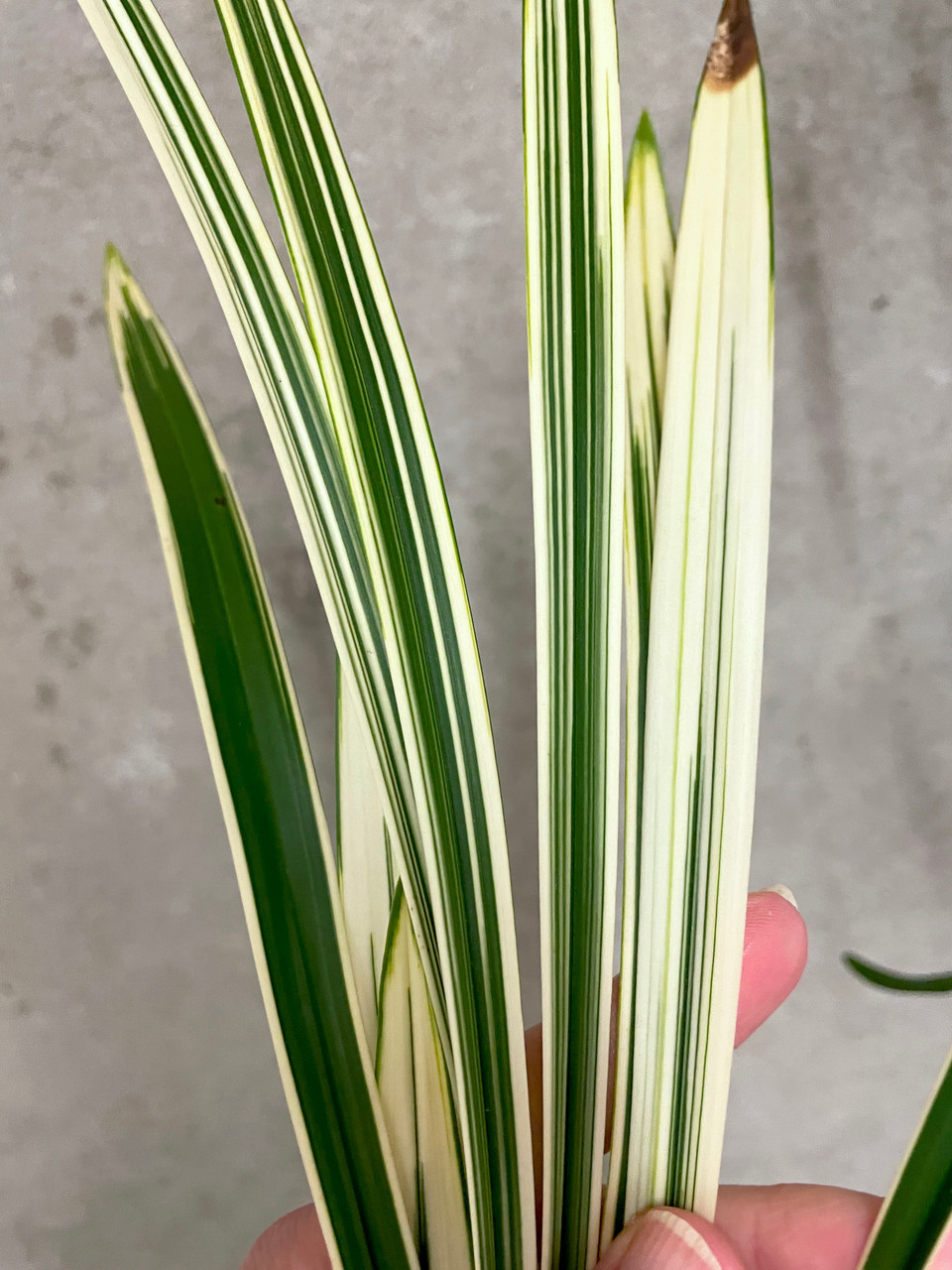 Cymbidium ensifolium Bai Ma Wang Zi 白馬王子 | SapphireChild