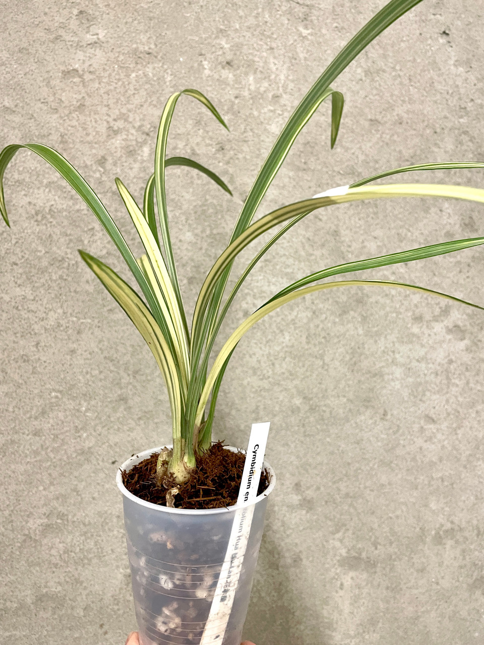 Cymbidium ensifolium Hua Mu Lan 花木蘭 | SapphireChild Orchids at
