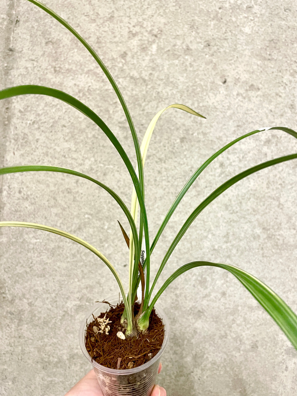 Cymbidium ensifolium Hua Mu Lan 花木蘭 | SapphireChild Orchids at