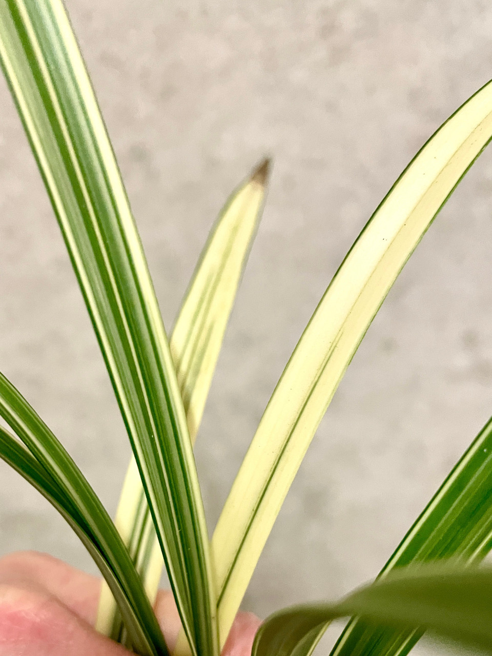 Cymbidium ensifolium Hua Mu Lan 花木蘭 | SapphireChild Orchids at