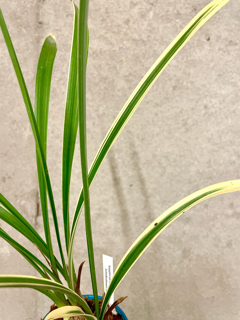 Cymbidium ensifolium Jin Qi 錦旗 | SapphireChild Orchids at Julia