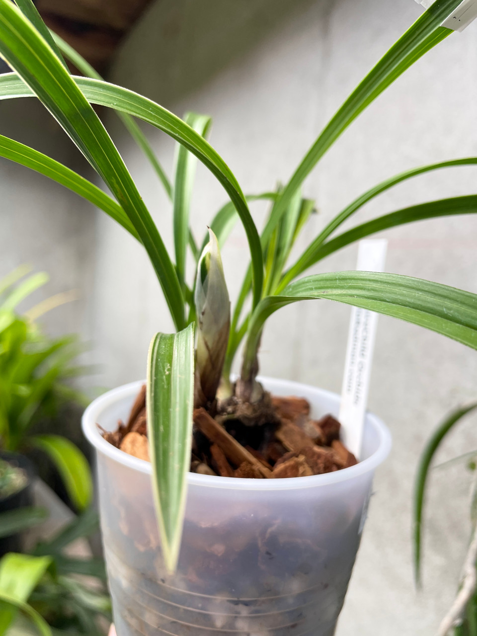 Cymbidium goeringii Tian Cao 天草 | SapphireChild Orchids at Julia